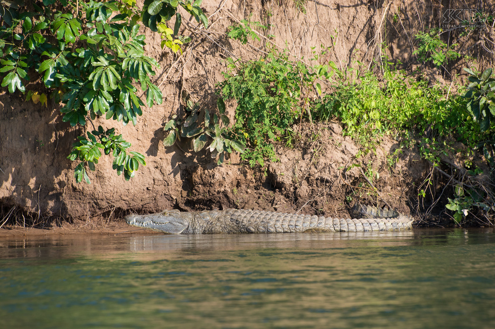 Lower Zambezi - Krokodil  Stefan Cruysberghs